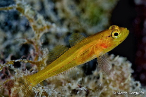Gold Goby by Marco Gargiulo 